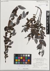 Foto von Salix myrsinifolia Salisb.